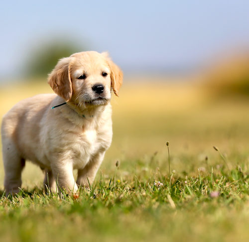 Golden retriever